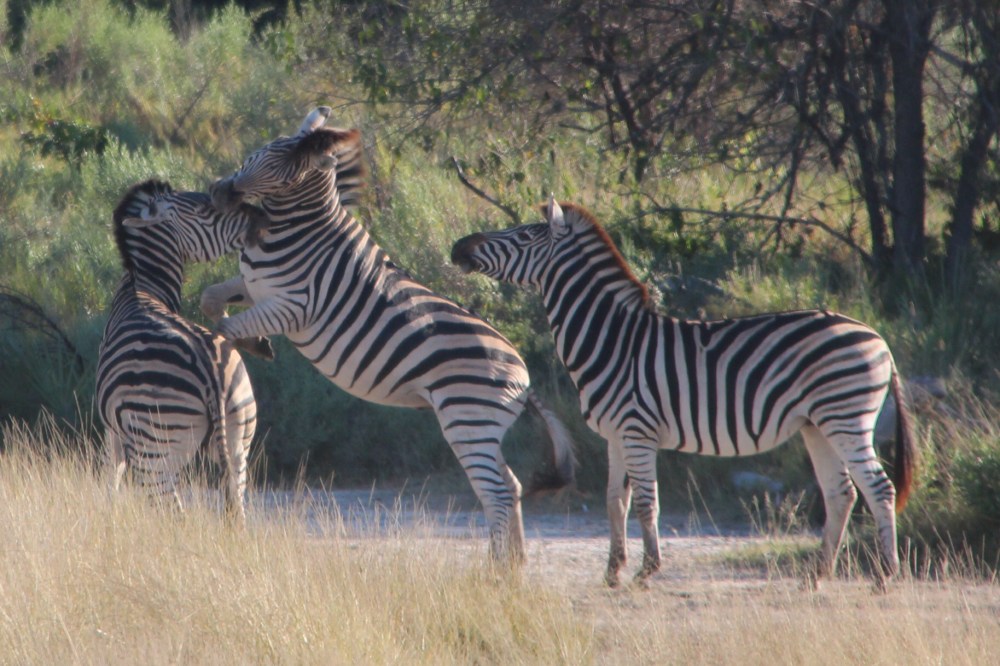 Play fighting zebra