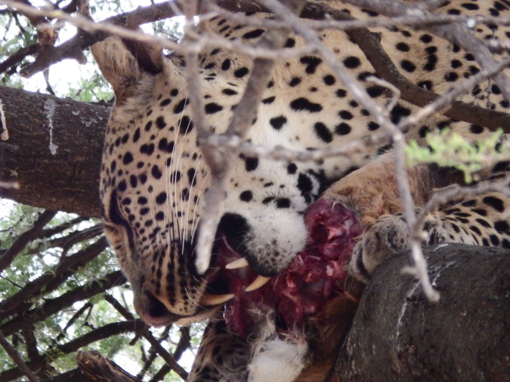 Feeding leopard (courtesy of Ross Landler)