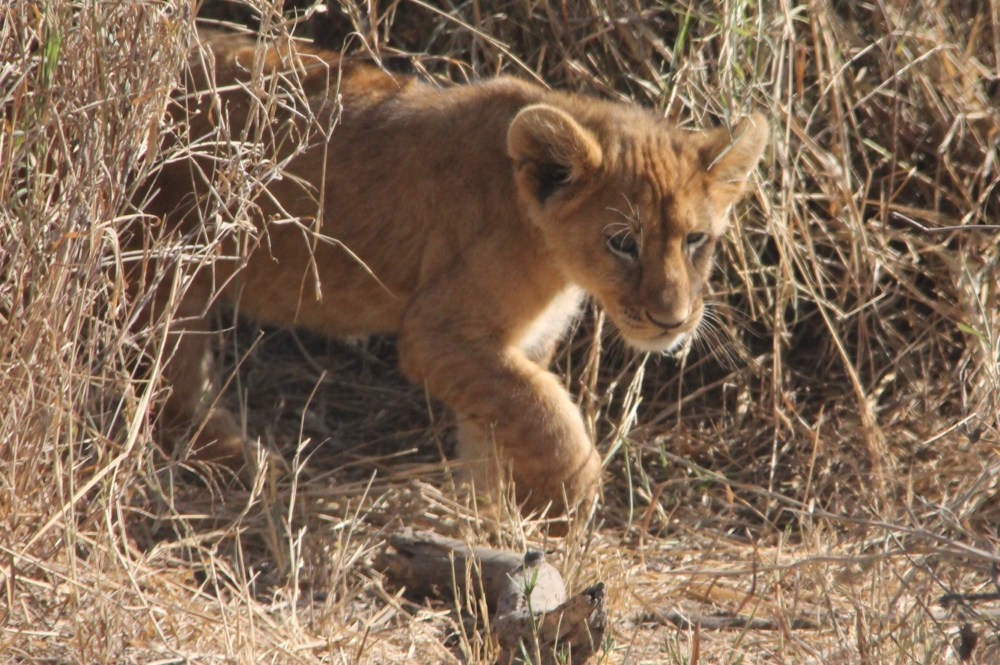 I might be young but I can hunt