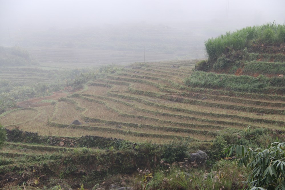 The inhospitable rice paddies