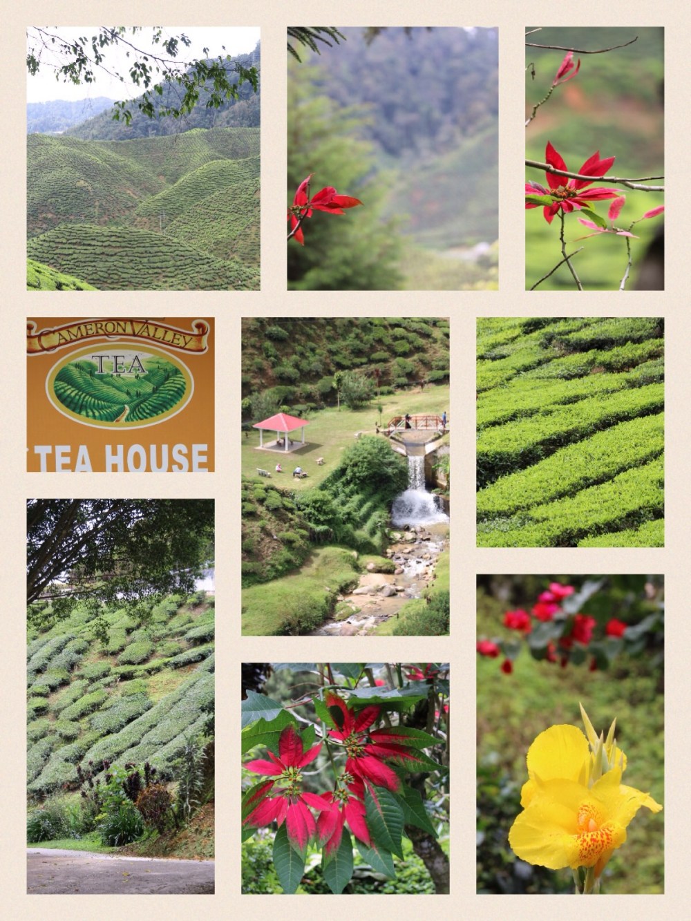 Cameron Highland Tea Plantation